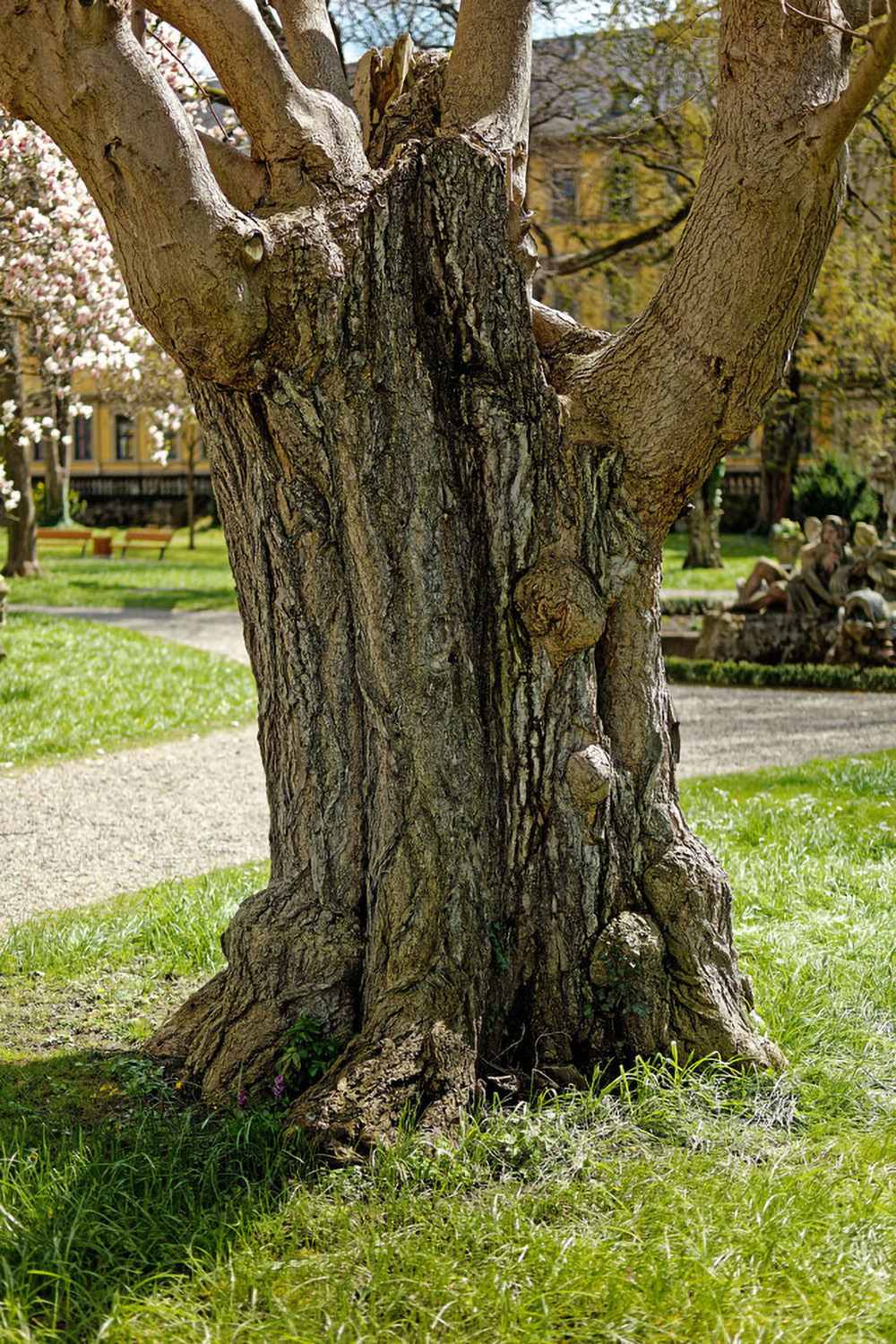 Ginkgo biloba - Juliusspitalpark Würzburg - 2022