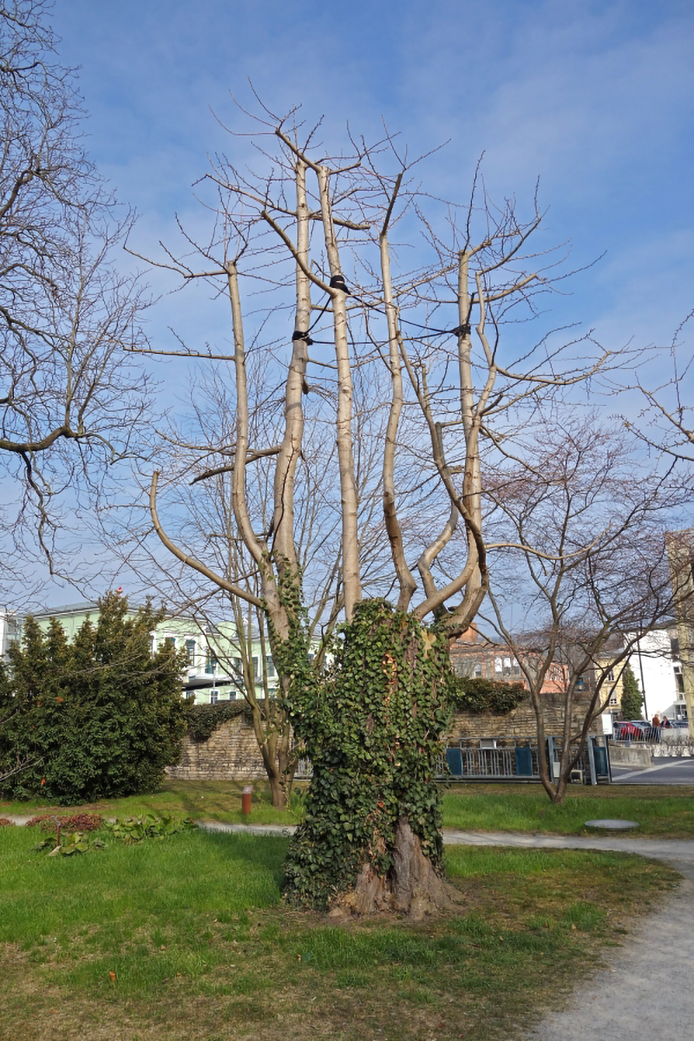 Ginkgo biloba - Juliusspitalpark Würzburg - April 2013