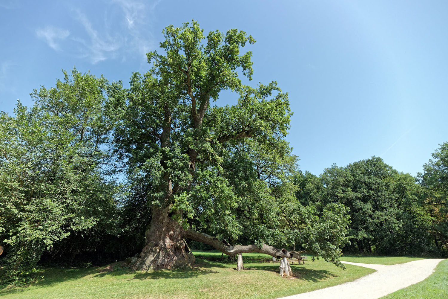 Wolfgangseiche - Schloss Haus (Neueglofsheim) - Juli 2017