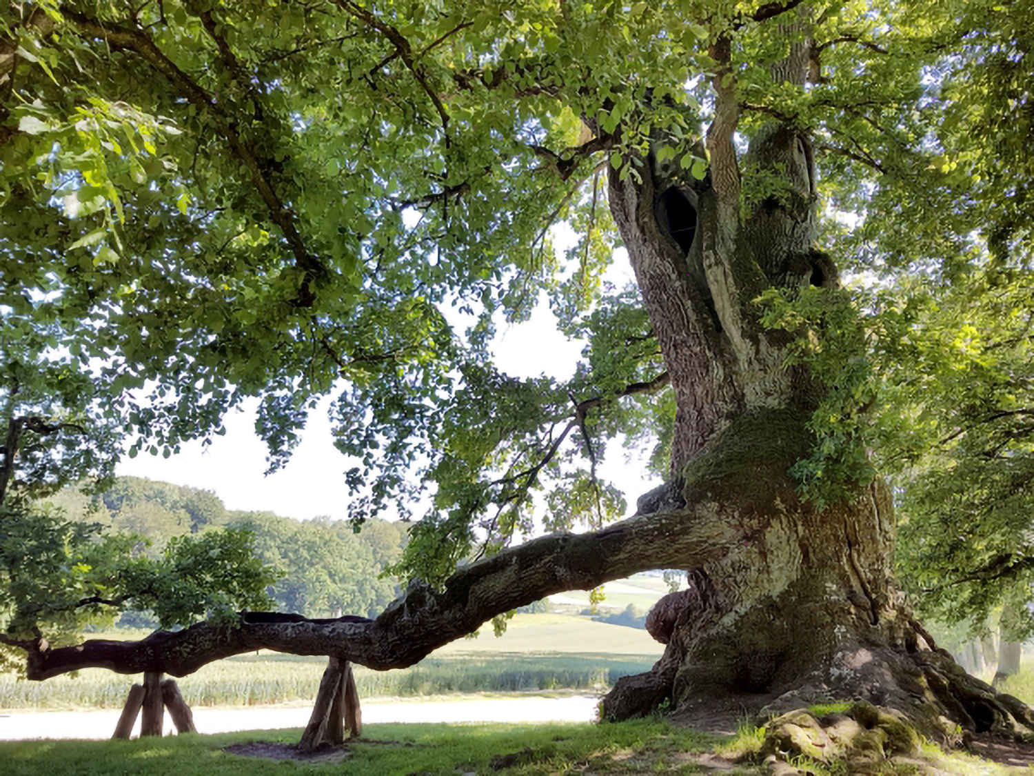 Wolfgangseiche - Schloss Haus (Neueglofsheim) - Juni 2016