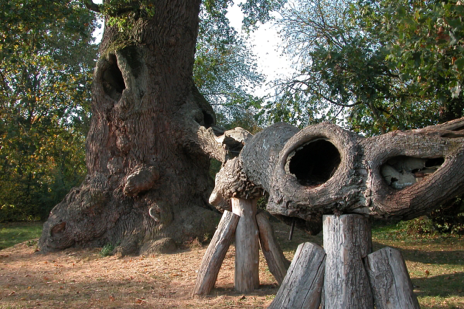 Wolfgangseiche - Schloss Haus (Neueglofsheim) - Okt. 2009
