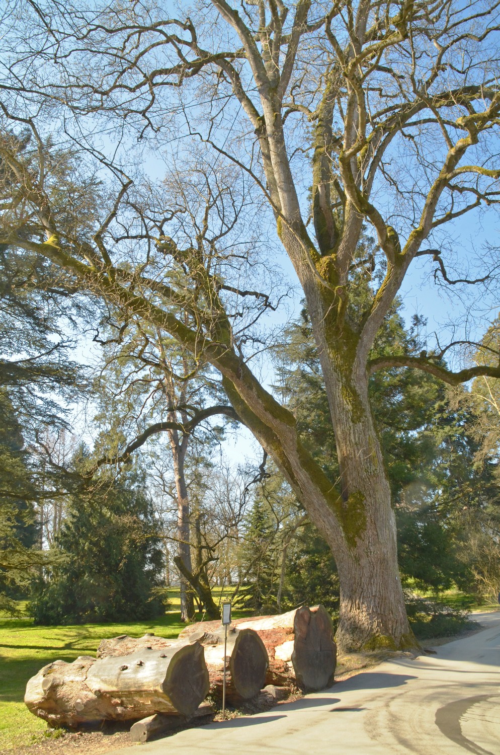 Liriodendron tulipifera