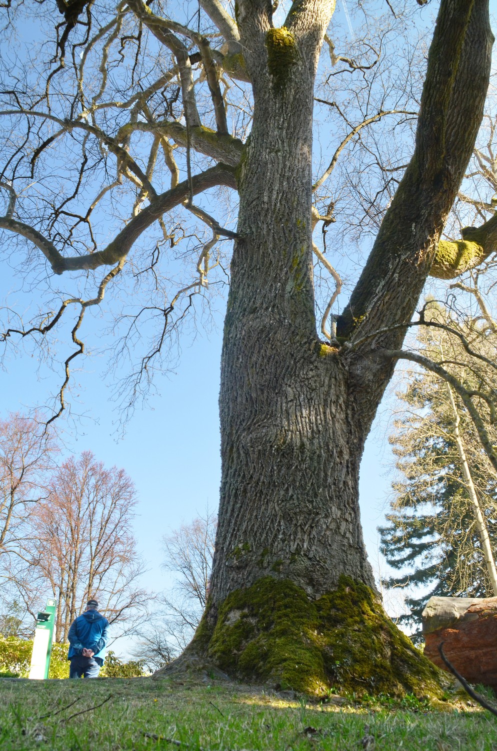 Liriodenrdon tulipifera - Mainau - 2022