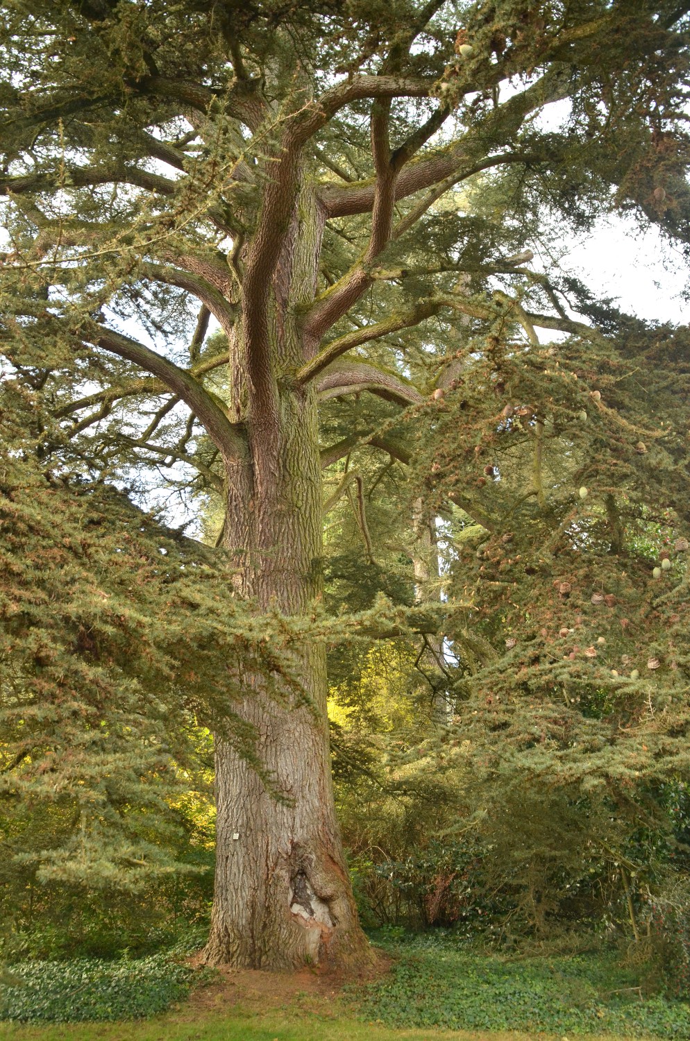 atlantica Cedrus