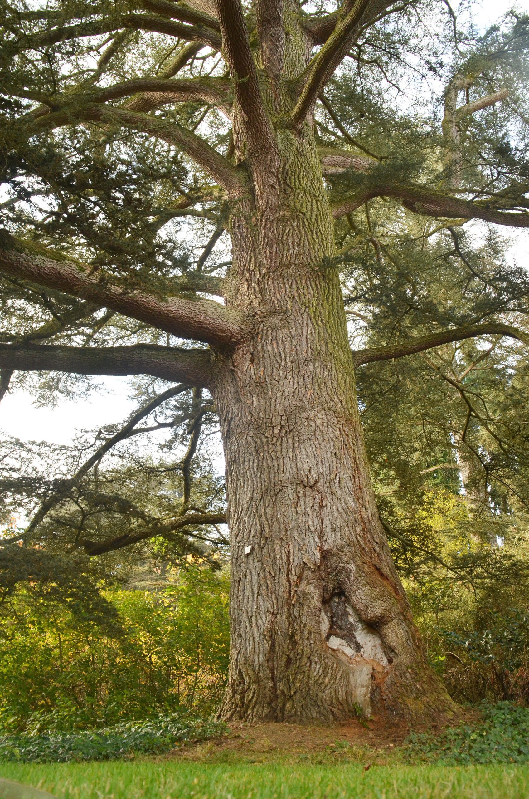 Cedrus atlantica - Mainau - 2022