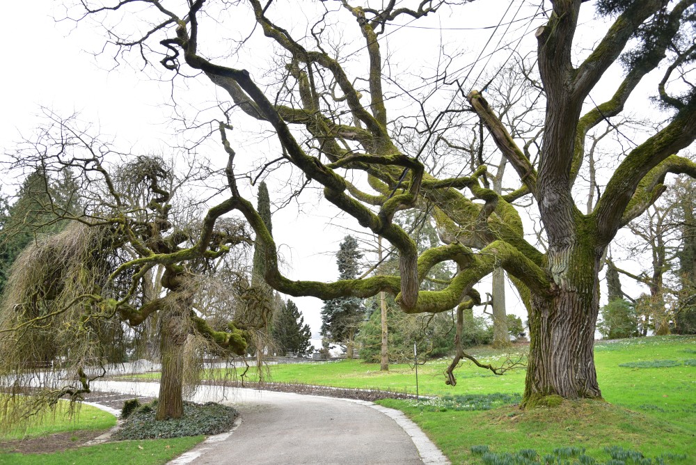 Styphnolobium japonicum - Mainau - 2016