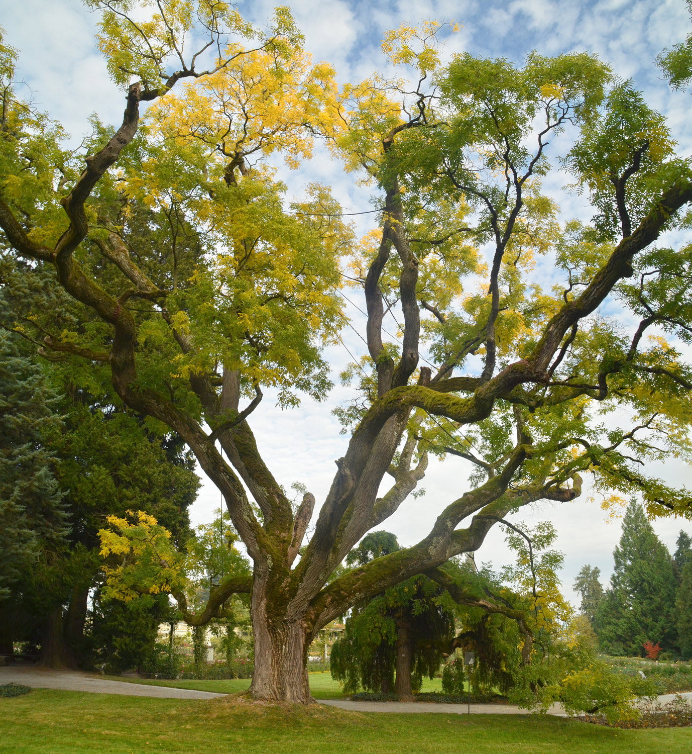 Styphnolobium japonicum - Mainau - Okt. 2021