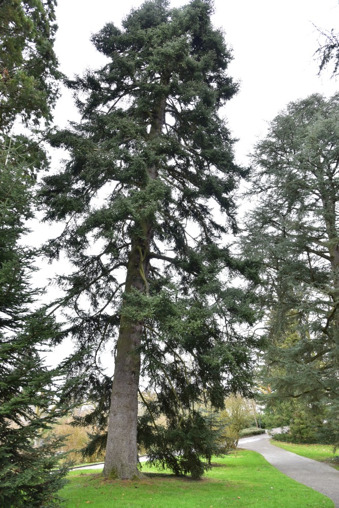 Abies pinsapo