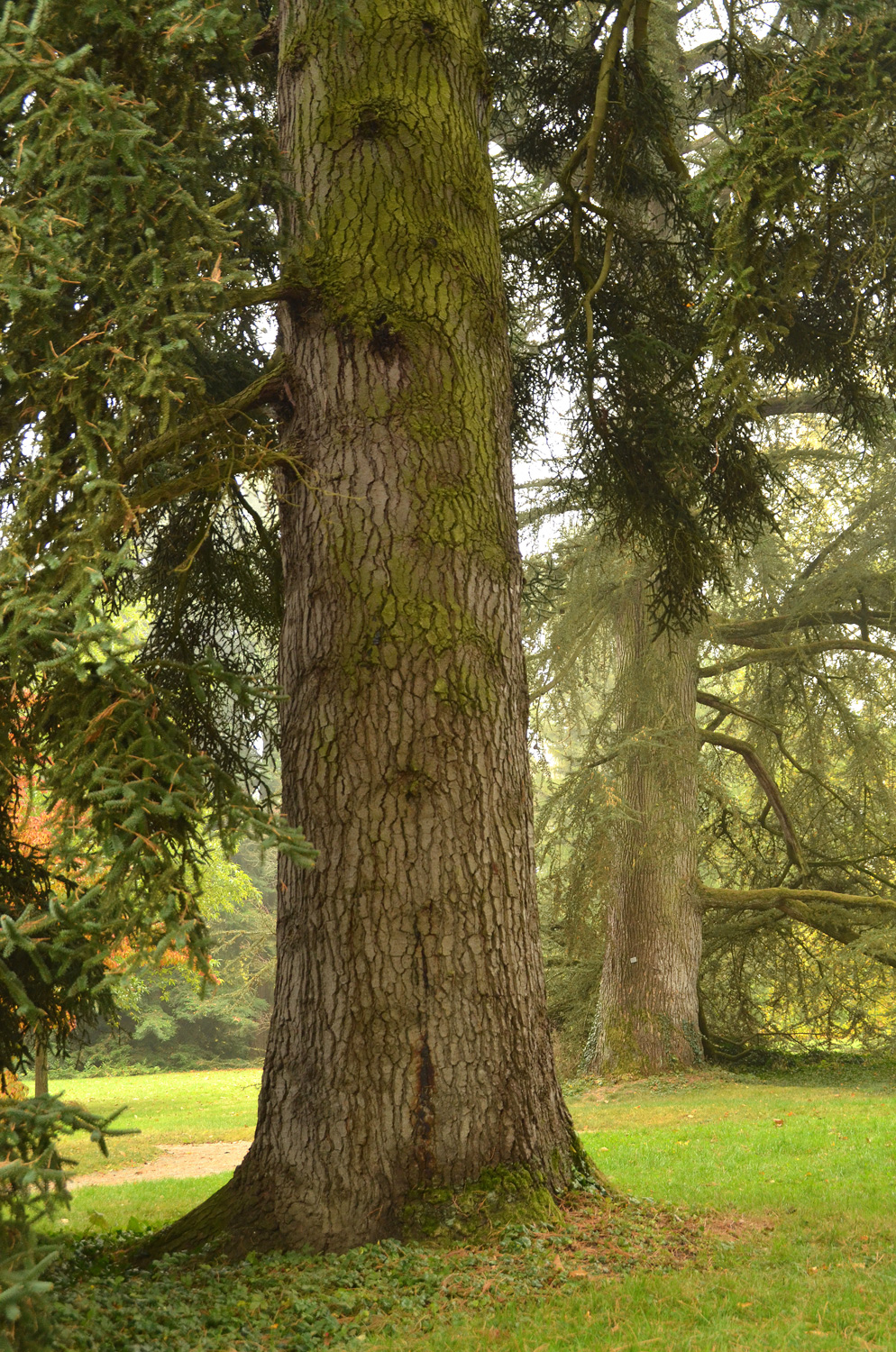 Abies pinsapo - Mainau - Okt. 2021