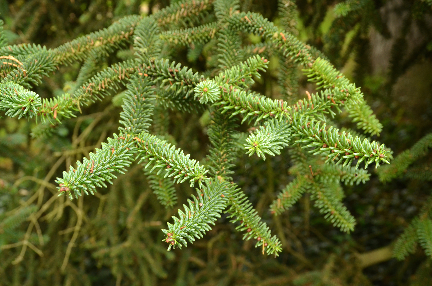 Abies pinsapo - Mainau - Okt. 2021