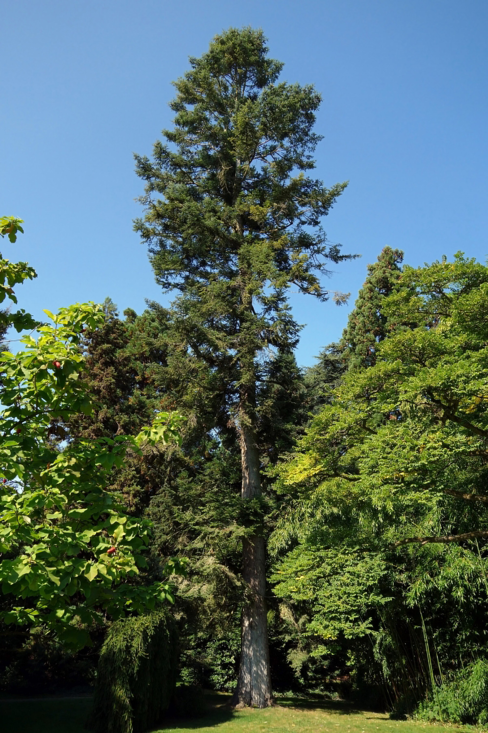 Abies grandis