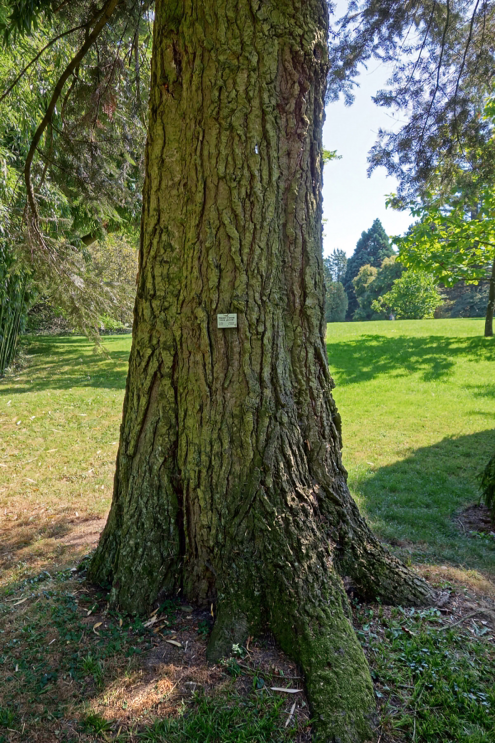 Abies grandis - Insel Mainau, Arboretum - Sept. 2013