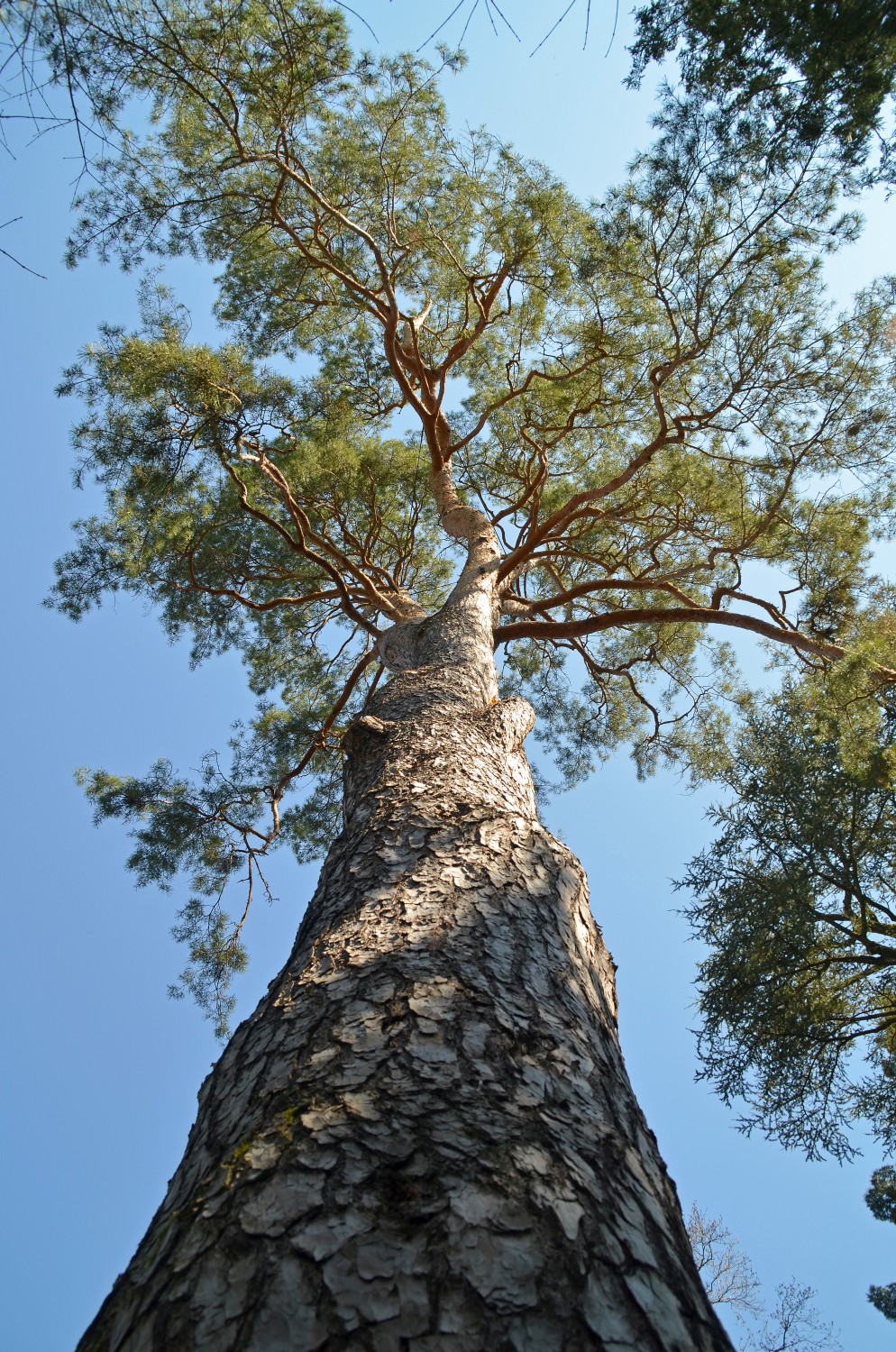 Pinus sylvestris