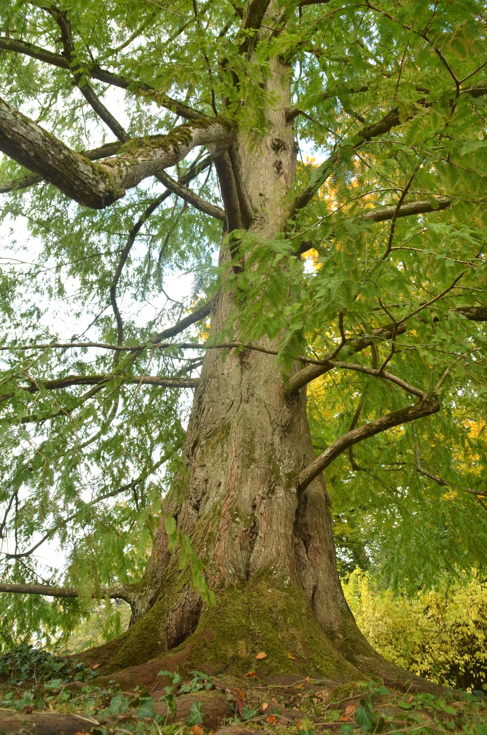 glyptostroboides Metasequoia