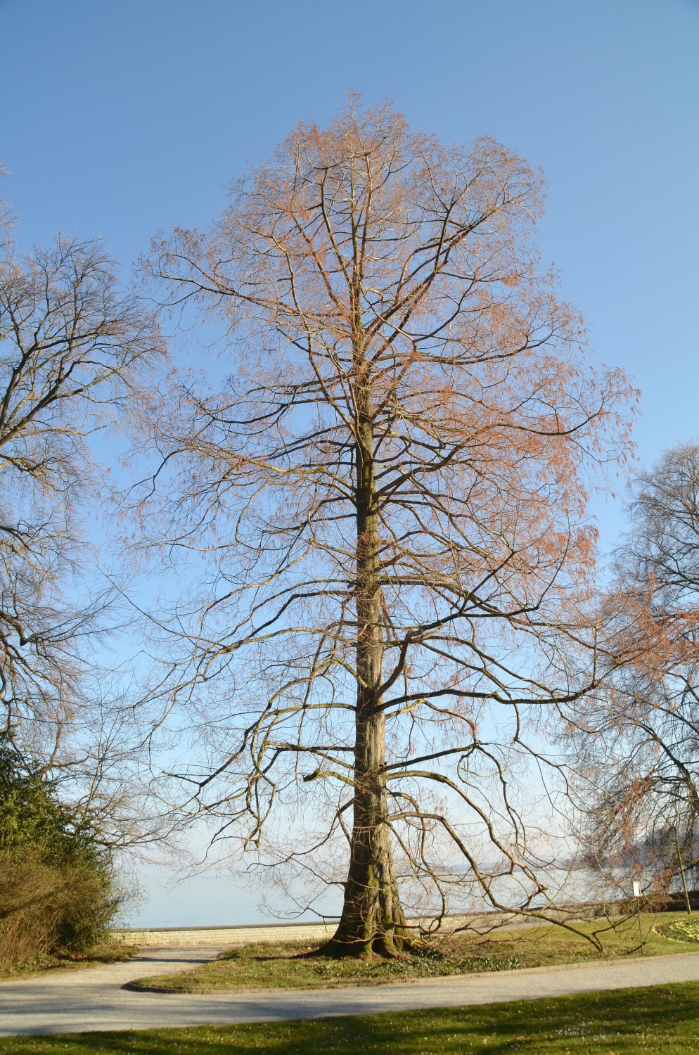 Metasequoia glyptostroboides - Mainau - 2022