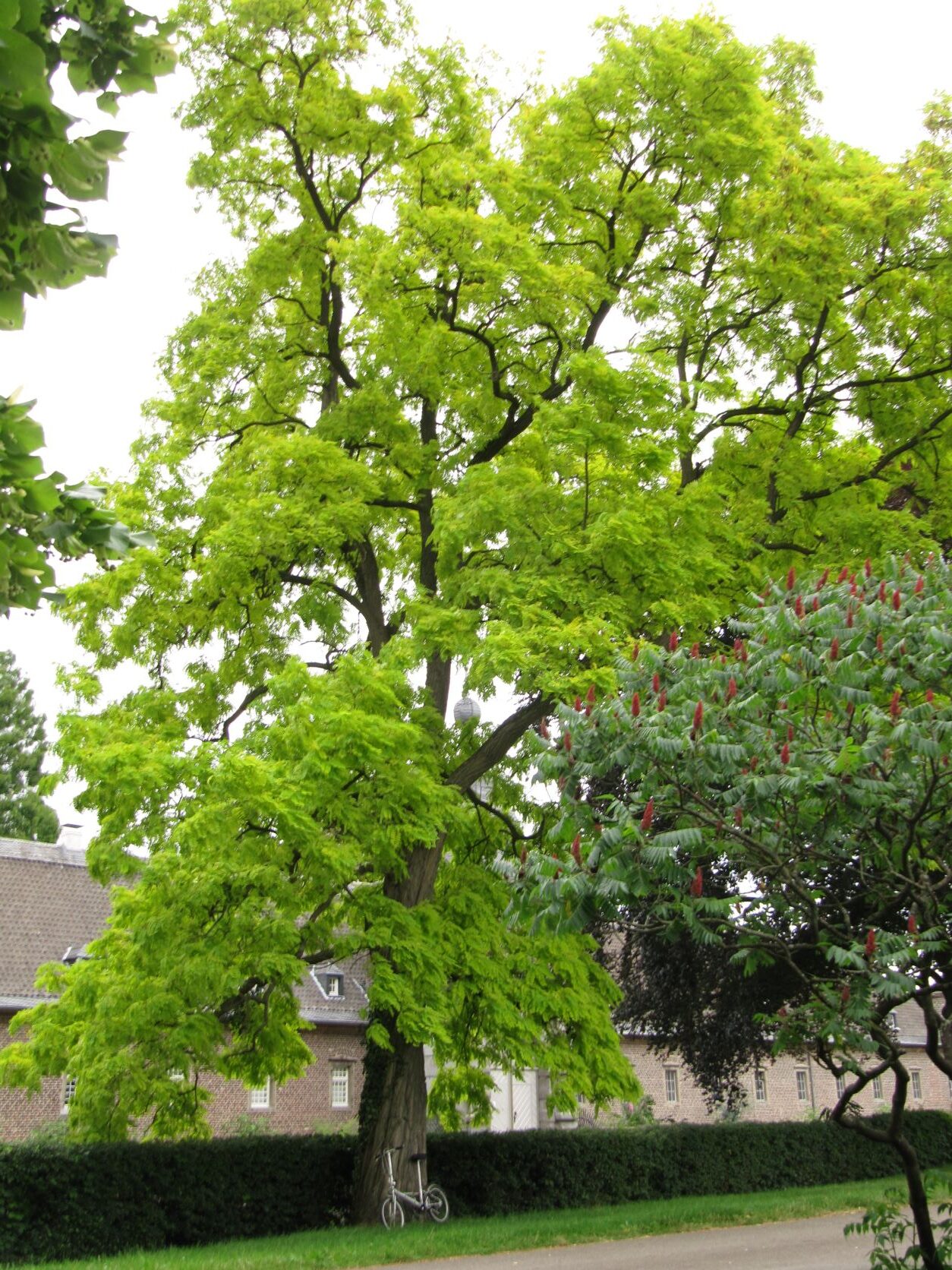 'Frisia' pseudoacacia Robinia