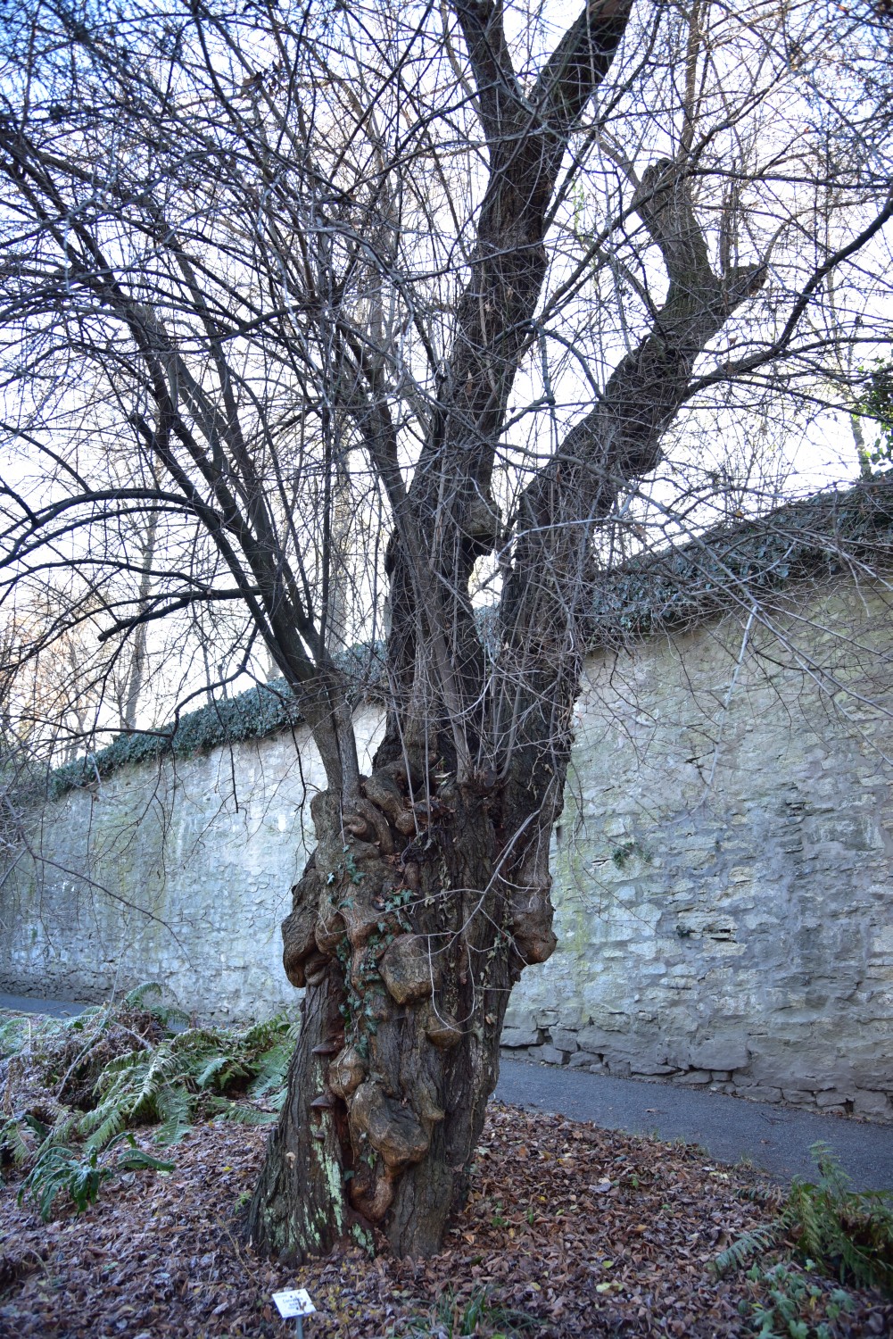 Prunus cerasifera - Göttingen Botanischer Garten - Dezember 2016