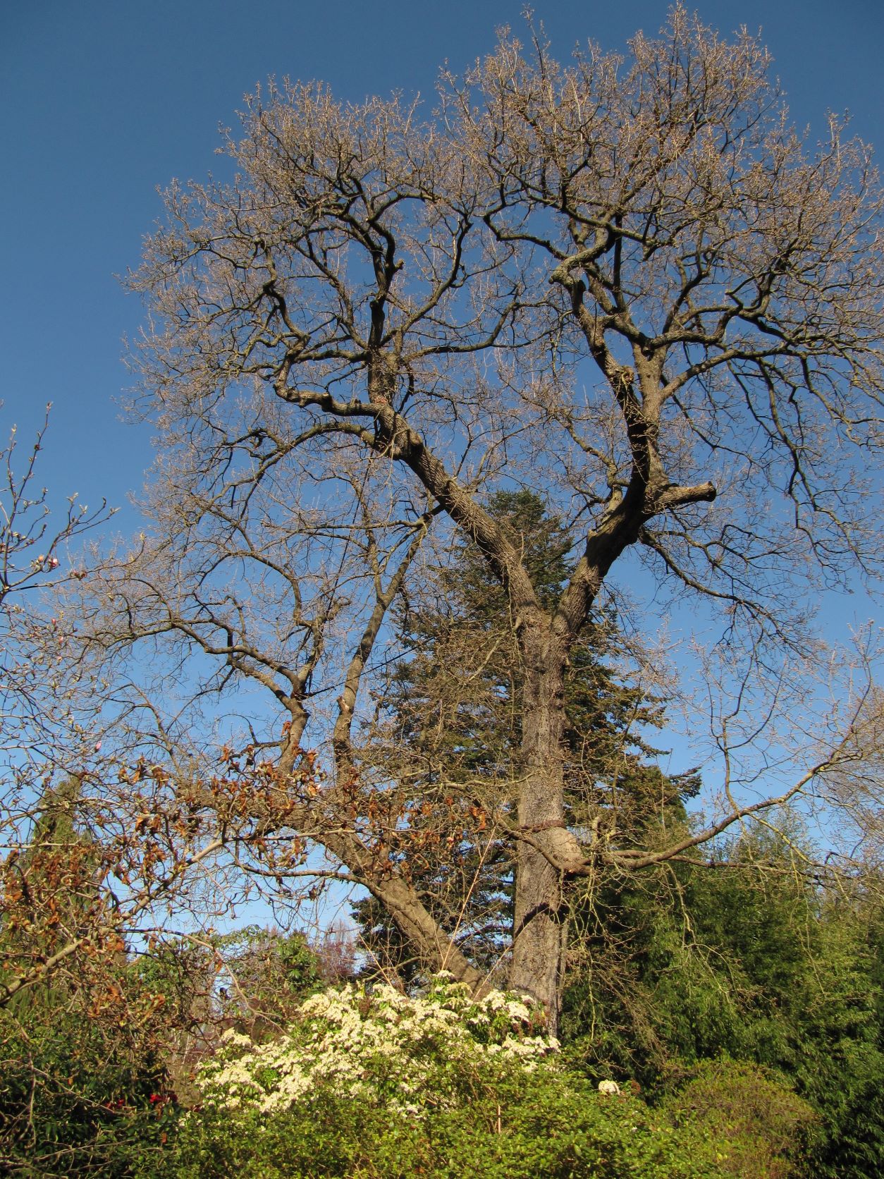 pubescens Quercus