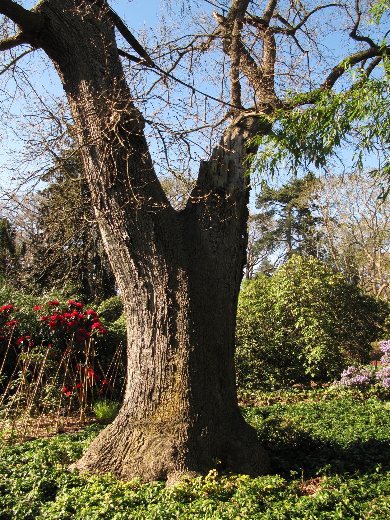 Quercus pubescens - Berggarten Hannover - April 2022