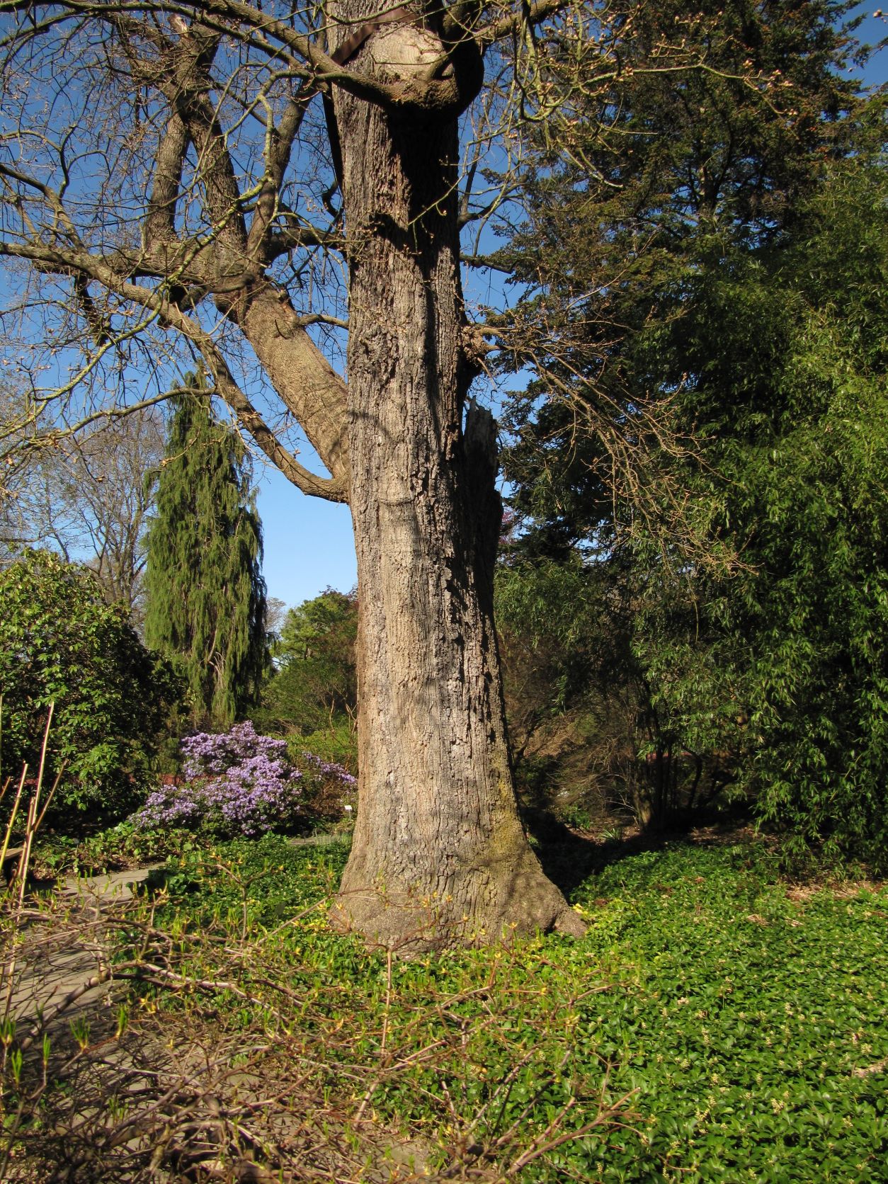 Quercus pubescens - Berggarten Hannover - April 2022