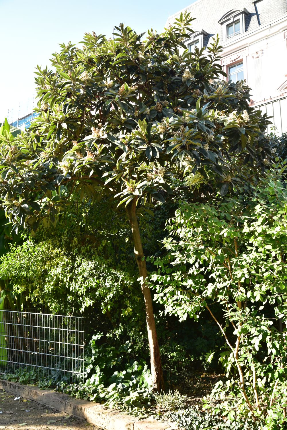 Eriobotrya japonica