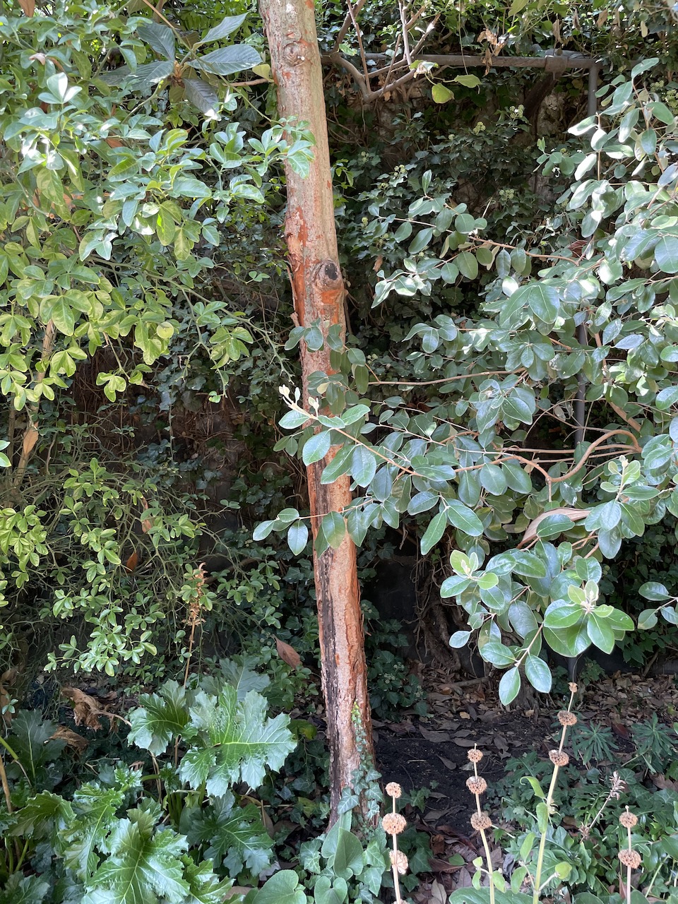 Eriobotrya japonica - Frankfurt am Main - September 2022