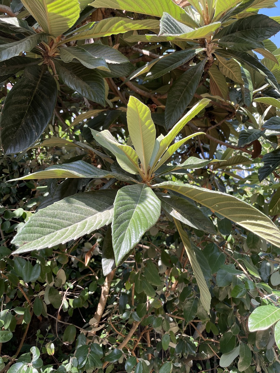 Eriobotrya japonica - Frankfurt am Main - September 2022