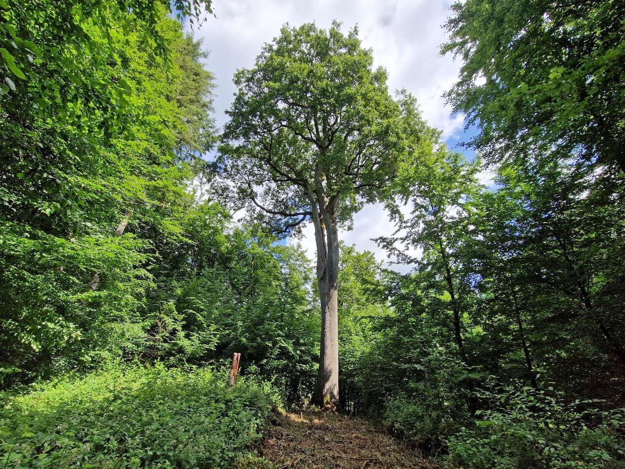 Quercus petraea - Roth - 2022