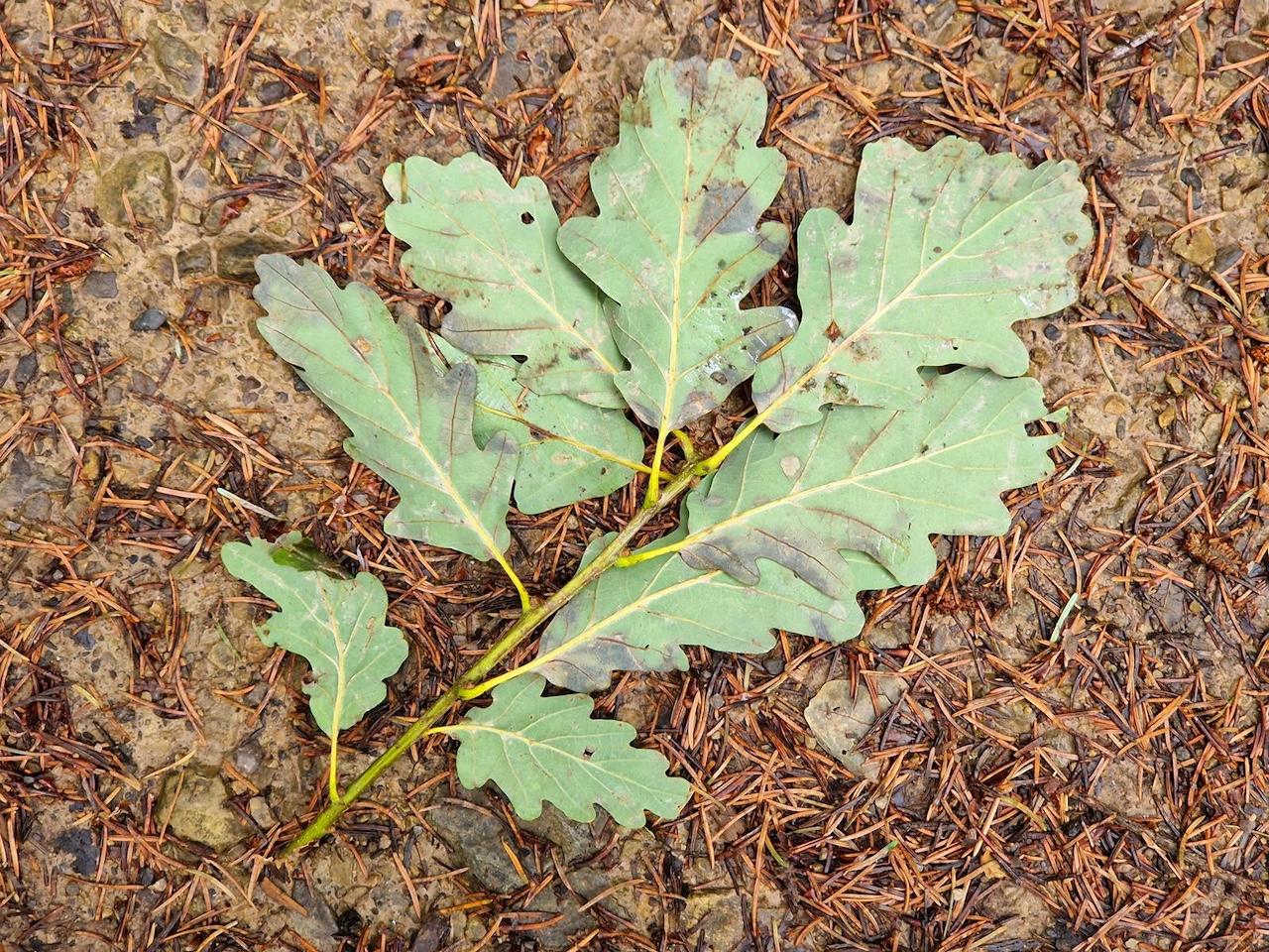 Quercus petraea - Roth - 2022