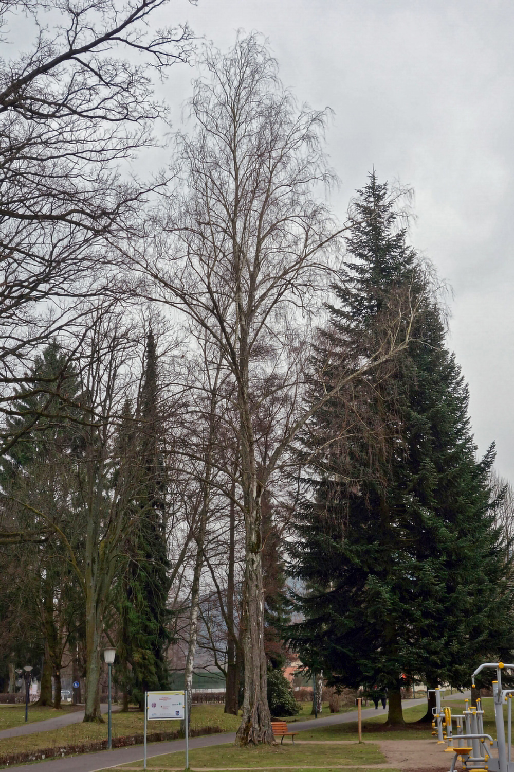 Betula pendula