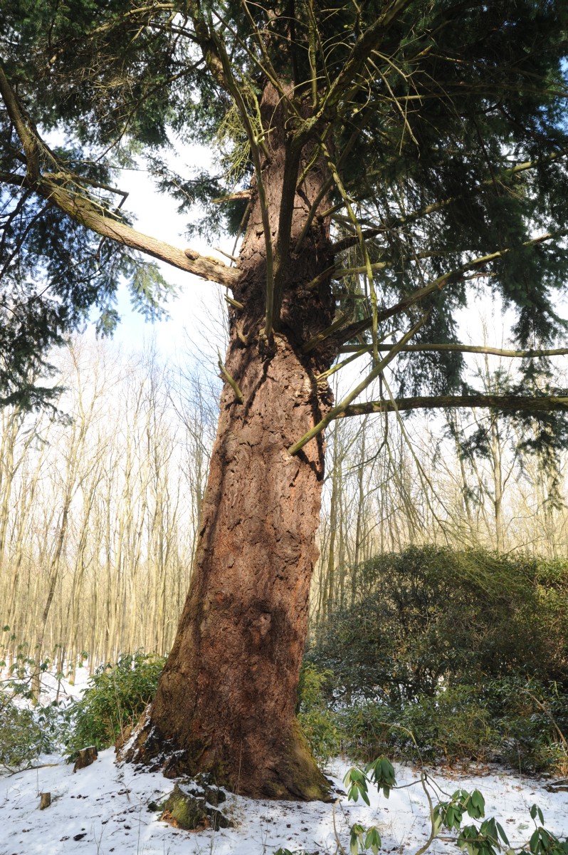 menziesii Pseudotsuga