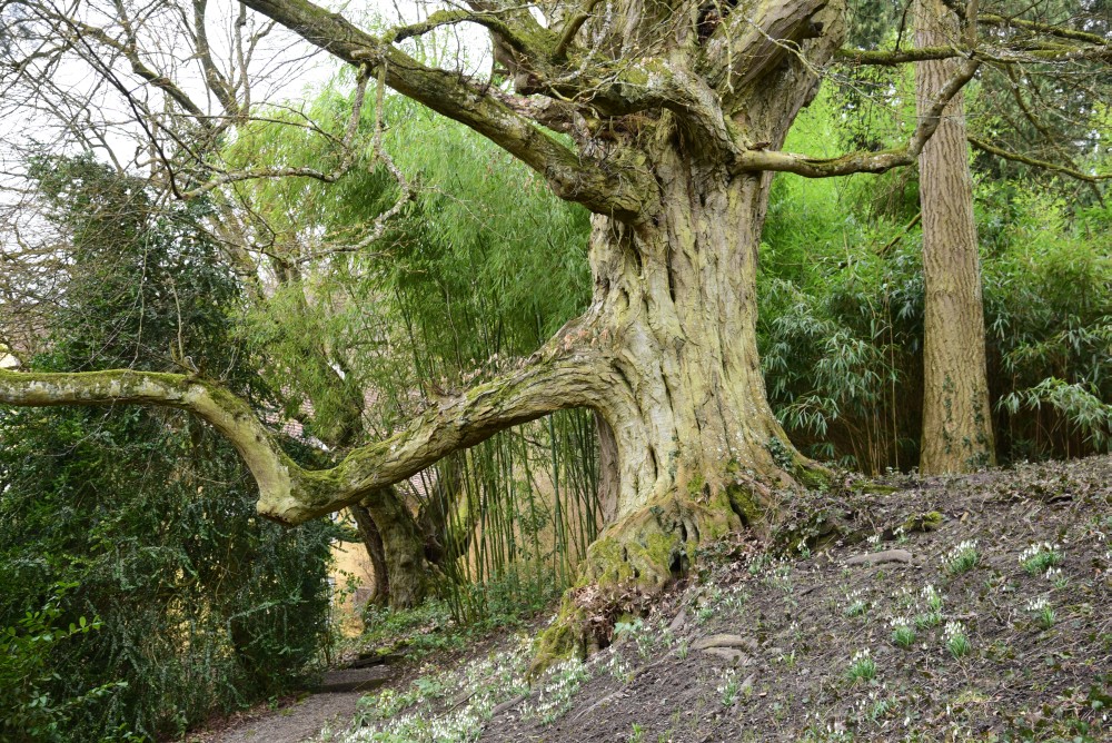 betulus Carpinus