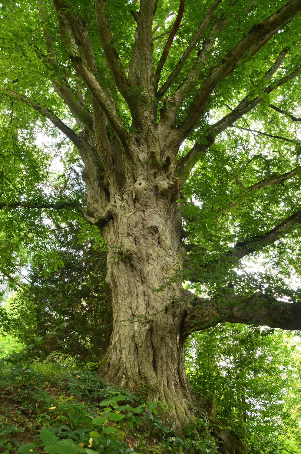 Carpinus betulus - Bodman - Aug. 2021