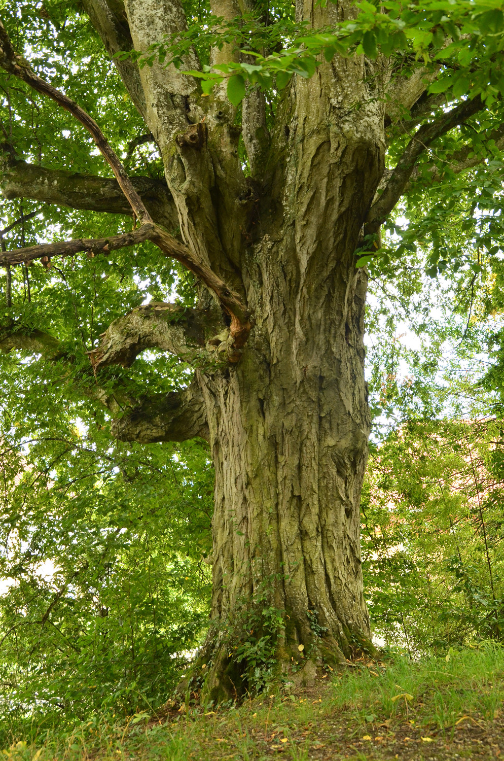 Carpinus betulus - Bodman Schlosspark - Aug. 2021