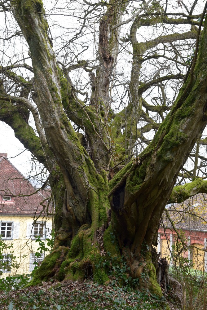 Carpinus betulus - Bodman Schlosspark - Februar 2016