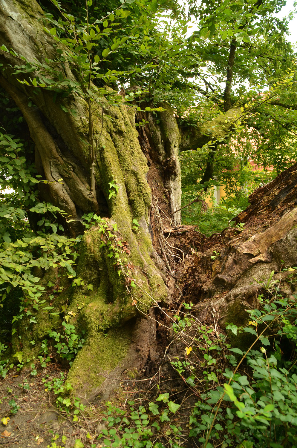 Carpinus betulus - Bodman Schlosspark - Aug. 2021