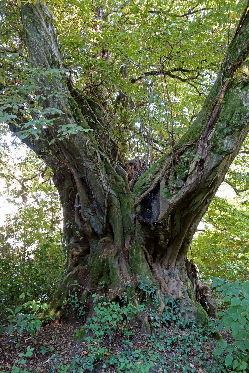 betulus Carpinus