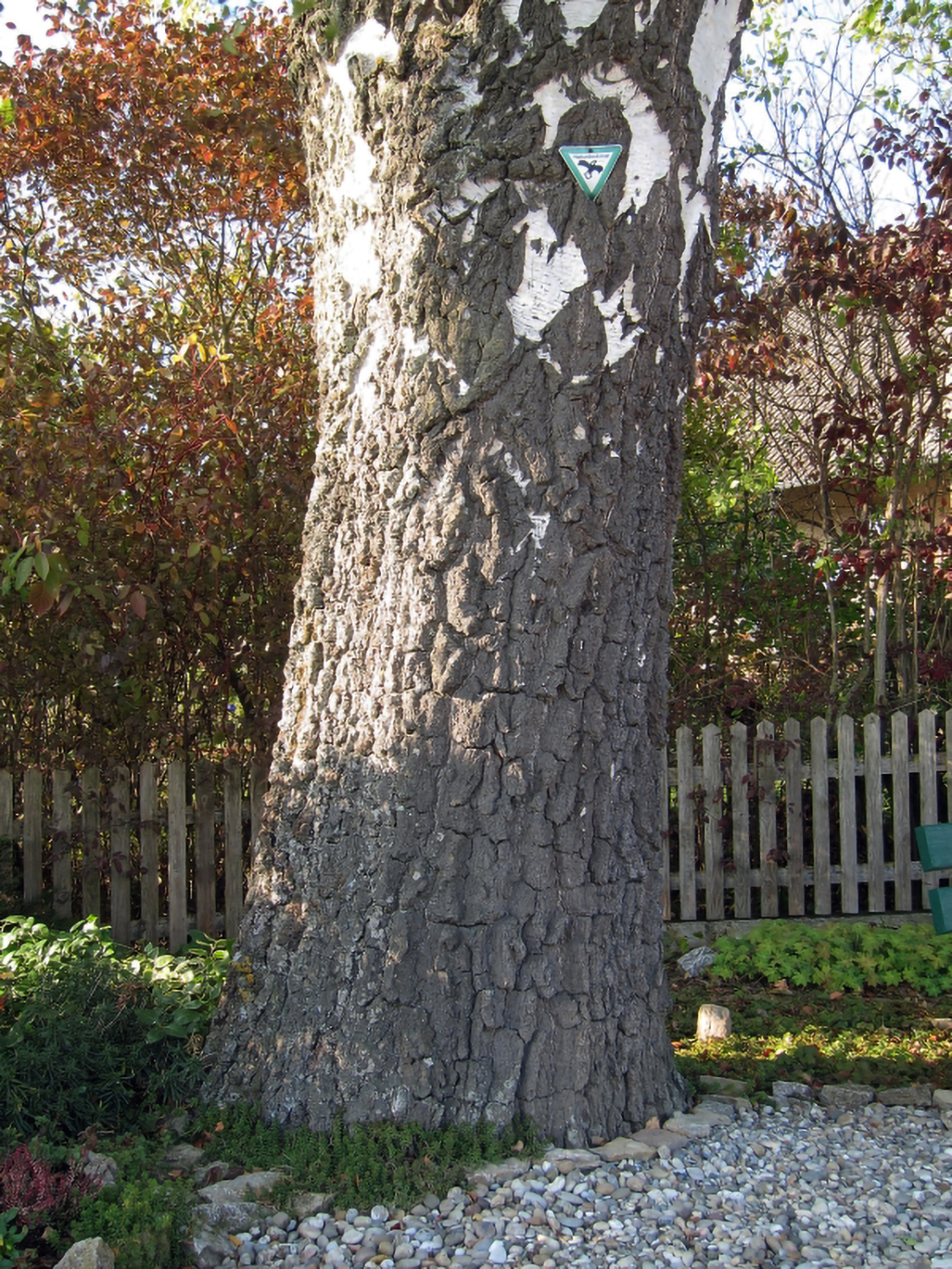 Betula pendula - Hettstadt - Sept. 2013