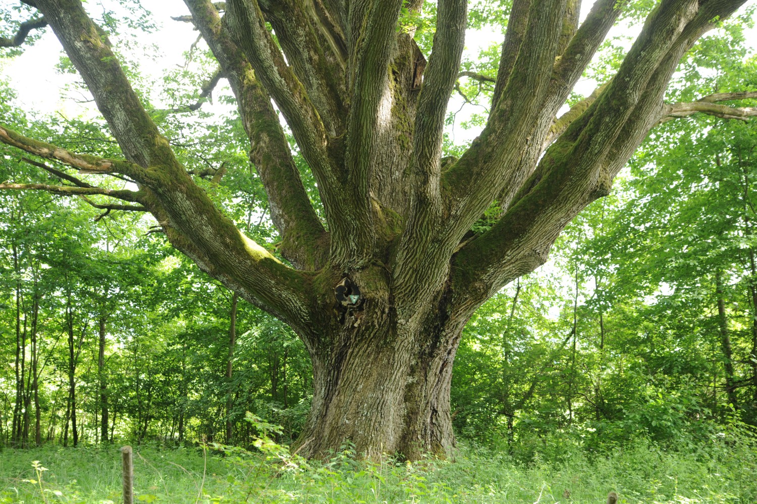 Quercus petraea - Schnittling - 2020