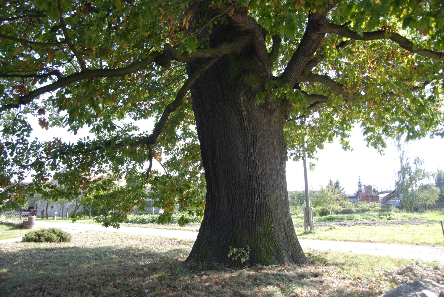 Trauben-Eiche - Droben - Mai 2016