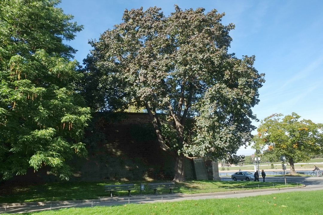 Acer platanoides 'Reitenbachii' - Dresden - Oktober 2013