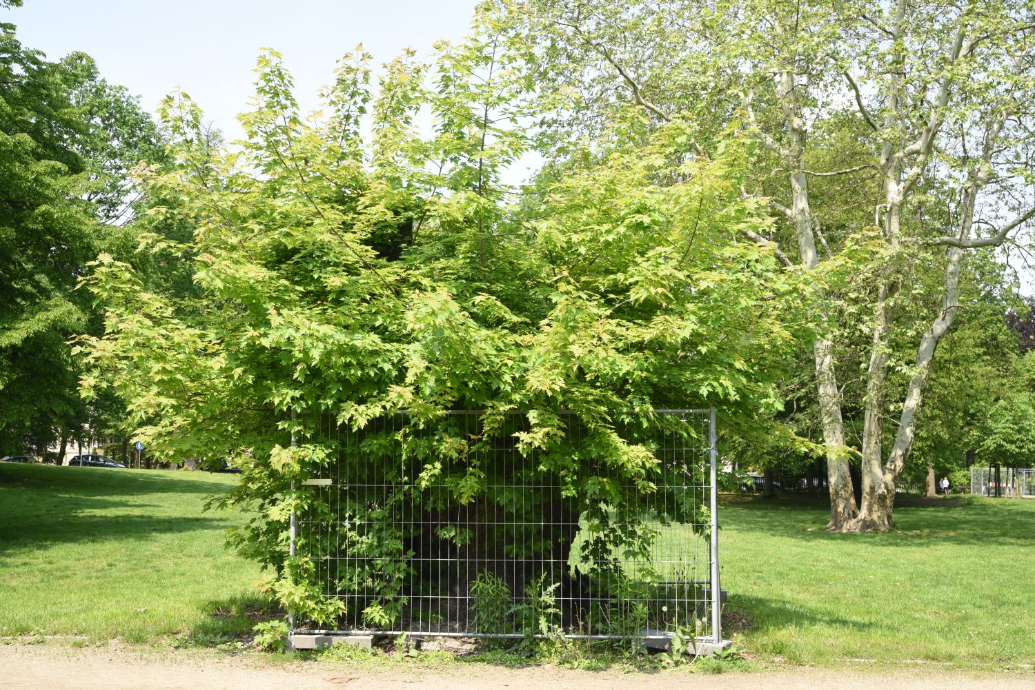 Acer saccharinum