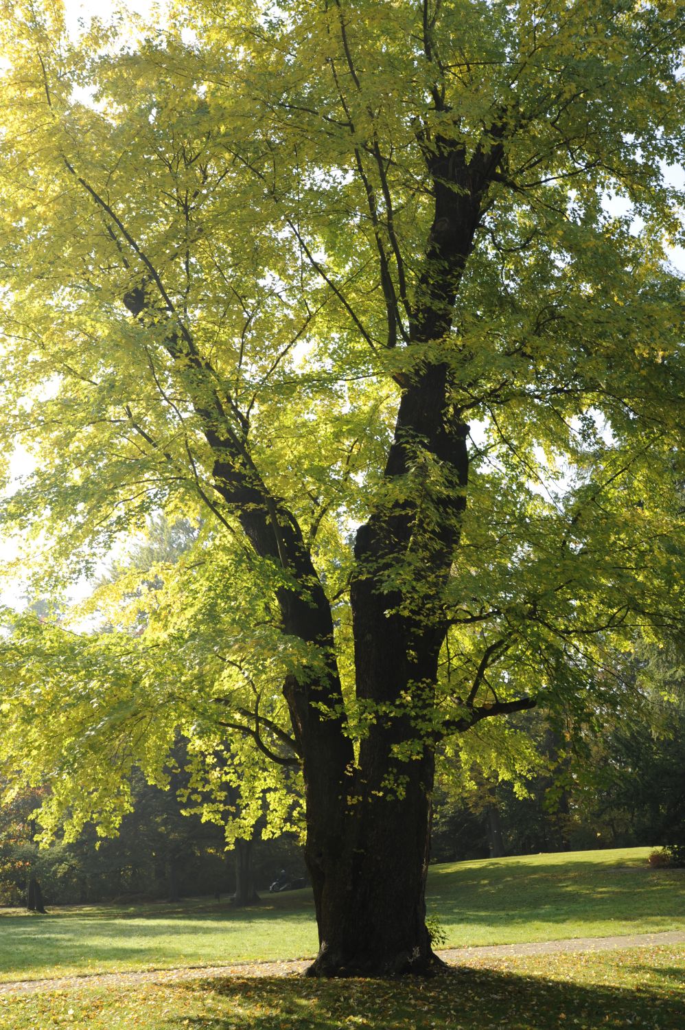 Silberahorn - Görlitz - Oktober 2008