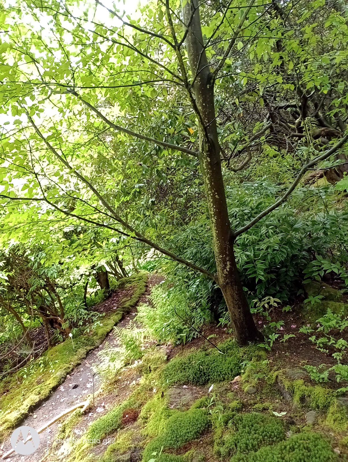 Amelanchier laevis - Bad Schnandau - Juni 2023