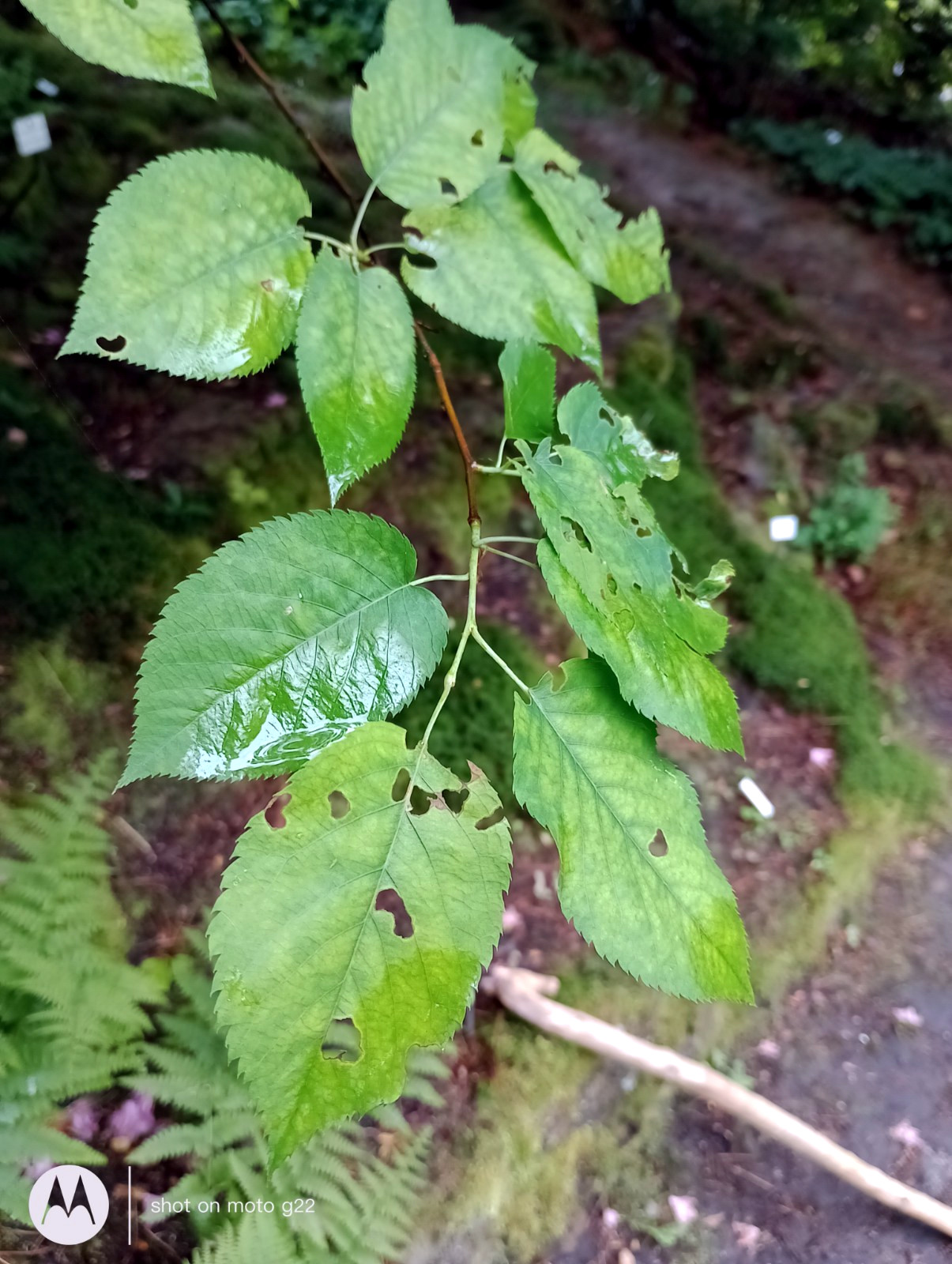 Amelanchier laevis - Bad Schnandau - Juni 2023