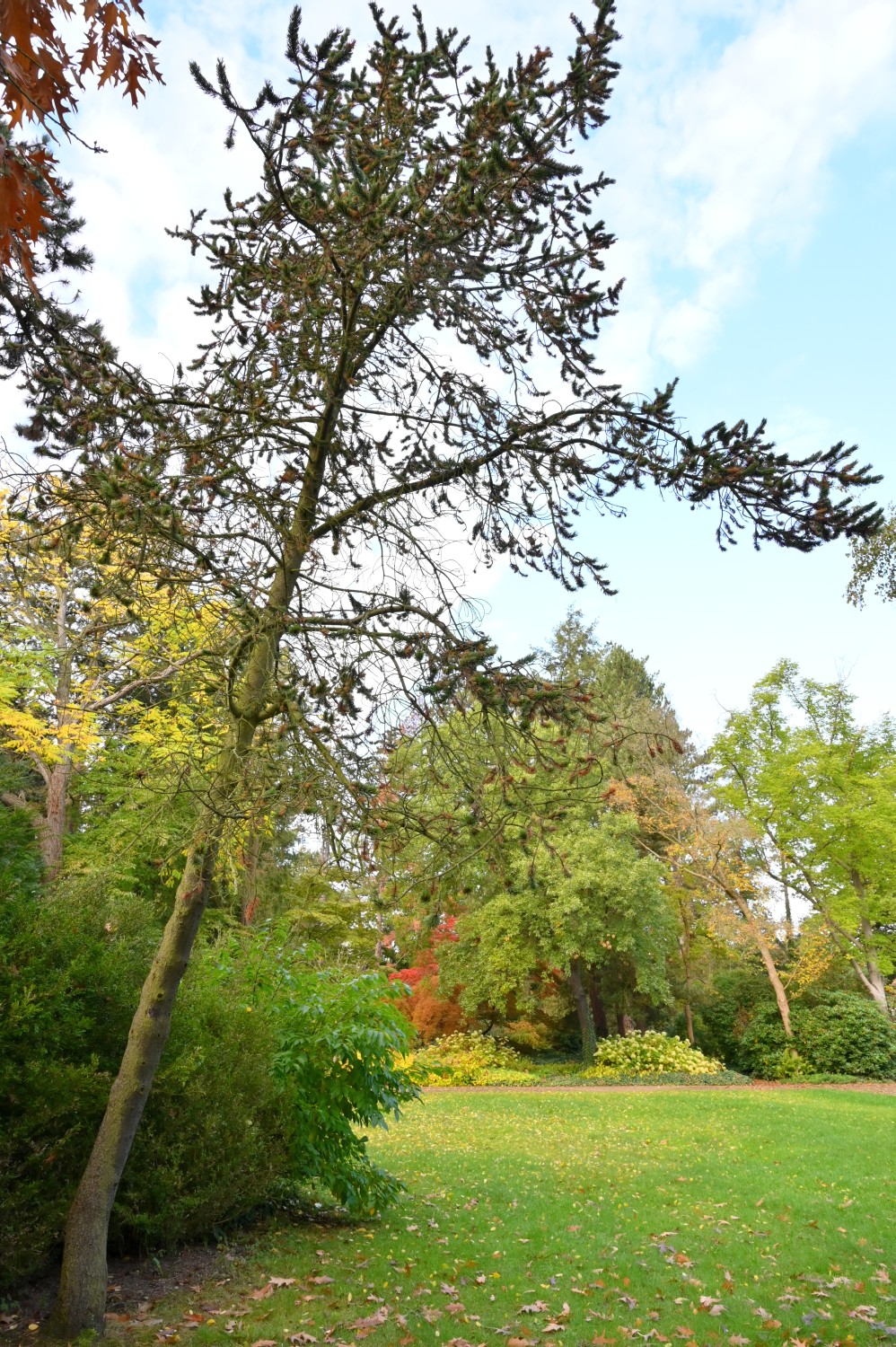 aristata Pinus