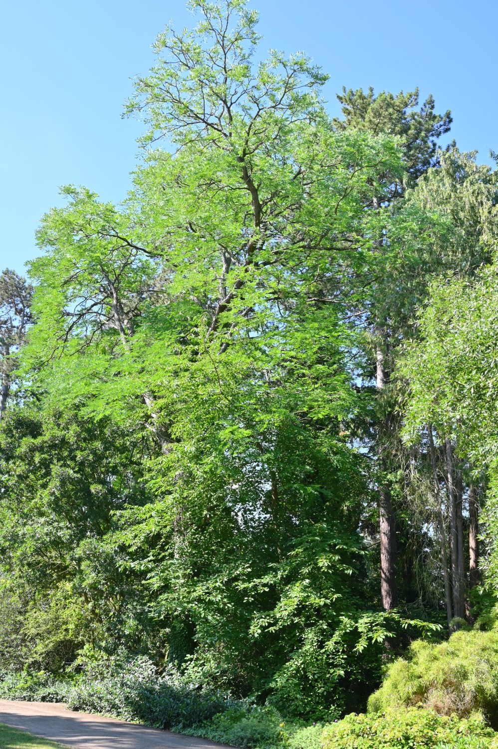 dioicus Gymnocladus