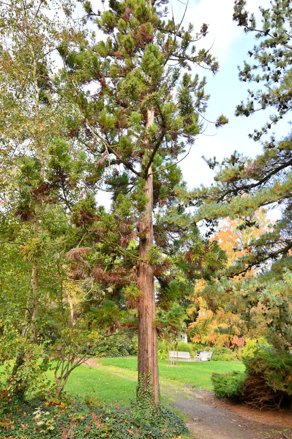 Cryptomeria japonica