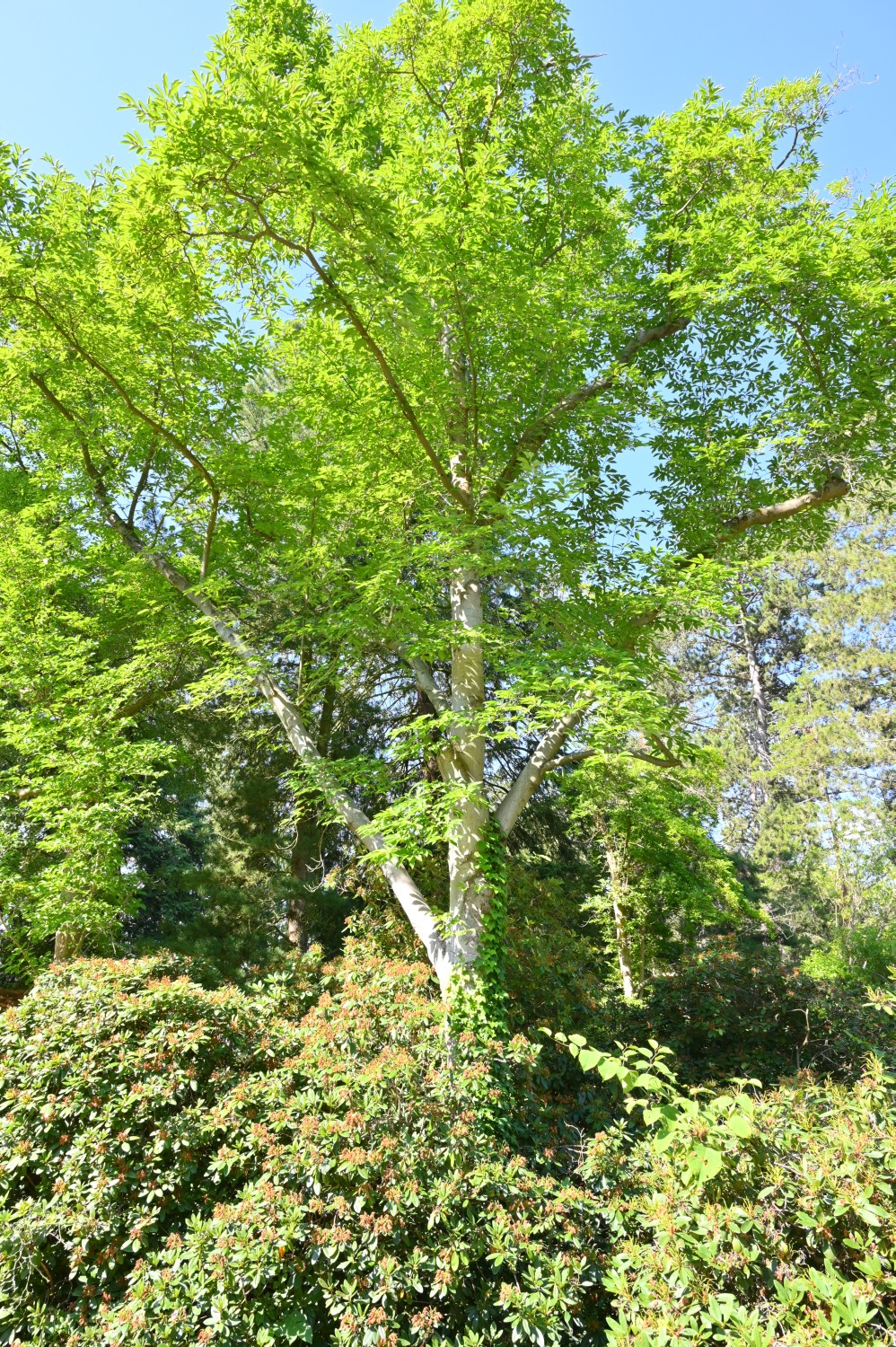 kobus Magnolia
