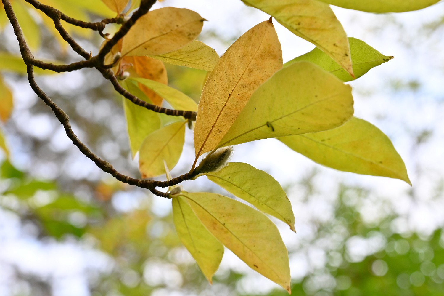 Magnolia kobus - Herzberg, Jugendstilgarten - 2021
